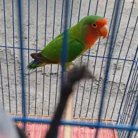 طوطی برزیلی