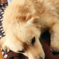 واگذاری رایگان سگ نر (نژاد اشپیتز)