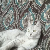 گربه خانگی|گربه|خوی, |دیوار