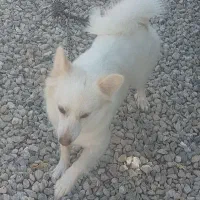 سگ خونگی ،کوپر دو ساله ماده|سگ|کازرون, |دیوار