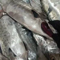 ماهی قایقی تازه