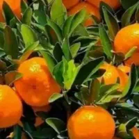 یافا و پج درشت و شیرین