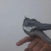 عروس هلندی|پرنده|گلبهار, شهر جدید گلبهار|دیوار