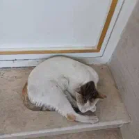 گربه گمشده  ۴ ملیون مژدگانی|حیوانات|دزفول, |دیوار