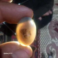 شجر فسا و قاعنات|جواهرات|فسا, |دیوار