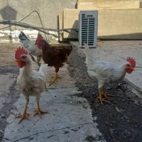مرغ و خروس ۴ ماهه