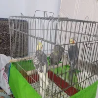 یک جفت عروس هلندی مولد آماده تخم گذاری