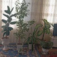 چندتا گل زیبا به فروش میرسد