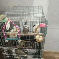 جفت عروس هلندی کلکسیونی