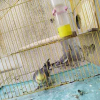 عروس هلندی بسیار سالم سر حال|پرنده|گرگان, |دیوار