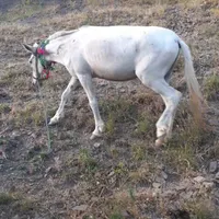قاطر برای فروش