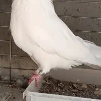 نوک قنار|پرنده|اردکان, |دیوار