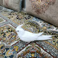 عروس هلندی البینو|پرنده|مهر, |دیوار