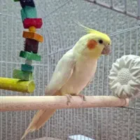 عروس هلندی با تخفیف