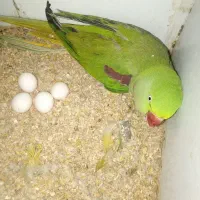 فروش جوجه ملنگو، گرینچیک و جفت شاهطوطی مولد|پرنده|رفسنجان, |دیوار