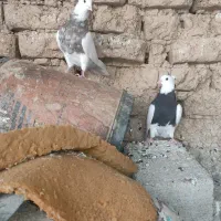 طوقی|پرنده|ریگ, |دیوار