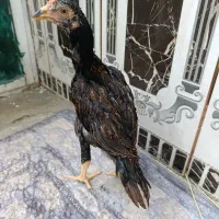 یک جفت جوجه فروشی