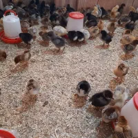 جوجه ۱۵ روزه کت جوجسی