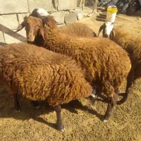 کاوه و چپیش نر و بز در معمولان|حیوانات مزرعه|خرم‌آباد, |دیوار