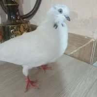 کبوتر|پرنده|آذرشهر, |دیوار