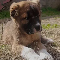 توله الابایه