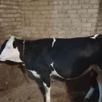 فروش گوساله داشتی جنس دار اصل سیمینتال