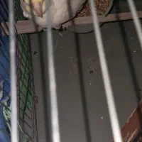 عروس هلندی|پرنده|قزوین, |دیوار