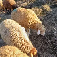 بره نر گوشتی واسه قربانی|حیوانات مزرعه|اردبیل, |دیوار