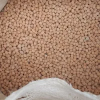 نخود پاییزه بوجاری شده