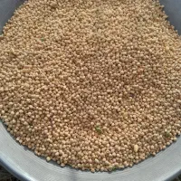 نخودچگنی|لوازم جانبی حیوانات|فیروزآباد (لرستان), |دیوار