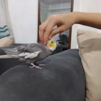 عروس هلندی نر سخنگو|پرنده|لاهیجان, خمیر کلایه|دیوار