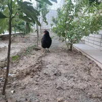 مرغ رسمی جوان