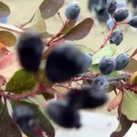 نهال زرشک|گل و گیاه طبیعی|جلگه ماژان, |دیوار