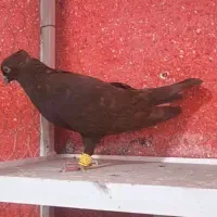 کفتر دسته رنگی هوایی|پرنده|شیراز, هفت تنان|دیوار