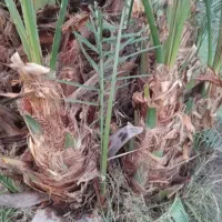 فروش فسیل خرما کلوته