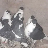 کبوتر کفتر ساده|پرنده|زیرکوه, |دیوار