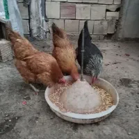 مرغ  تخمگذار