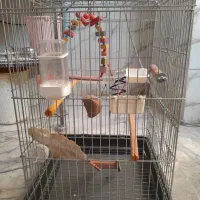 قفس پرنده
