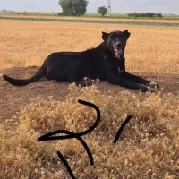 واگذاری قهدرینجونی ذات دار|سگ|حسن آباد, |دیوار