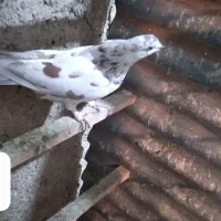 کفتر ماده|پرنده|شاهدشهر, |دیوار