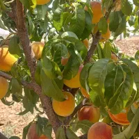 باغ|فروش دفتر صنعتی، کشاورزی، تجاری|بلداجی, |دیوار