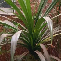 گل پاندانوس