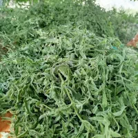 گل پونه|خوردنی و آشامیدنی|تهران, میرداماد|دیوار