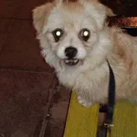 سگ پاکوتاه|سگ|کرج, فاز ۱ مهرشهر|دیوار