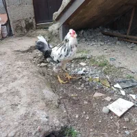 نیمچه گلین لری اصل|حیوانات مزرعه|رشت, حمیدیان|دیوار