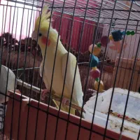 طوطی عروس|پرنده|رشت, هلال احمر|دیوار