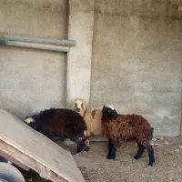 سه عدد بره فروشی|حیوانات مزرعه|برازجان, |دیوار