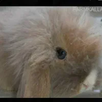 یک عدد خرگوش لوپ گمشده نسکافه ای رنگ