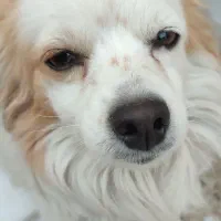 سگ پا کوتاه|سگ|ایذه, |دیوار