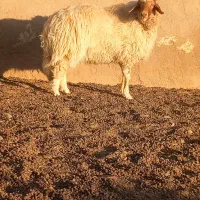 ۱راس شیشک تخمی